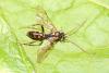 Rynchobanchus flavopictus